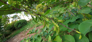 绿叶繁茂的洋槐景观