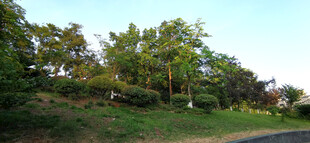 郊外绿意盎然的树林景观