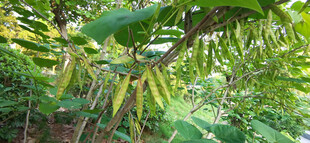 繁茂洋槐的豆荚