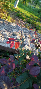 阳光下的多彩植物叶片