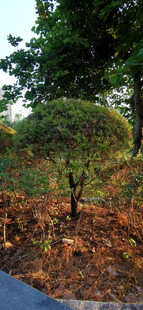 秋日树林中的多彩植物景观