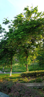 绿意盎然的公园景观