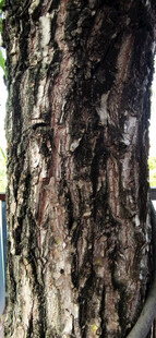 树干树皮纹理特写