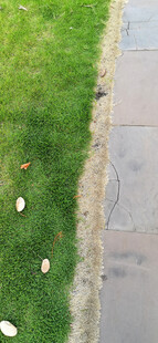 路边草地与步道