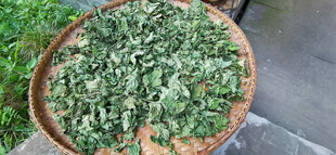 簸箕里晾晒的桑树叶