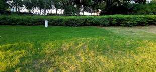 绿意盎然的户外草地景观