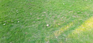 阳光下的翠绿草地