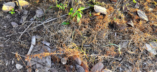 地面上的植物与枯叶