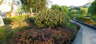 园林景观中的多彩植物