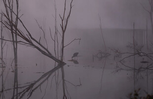 雾中枯树映于平静水面