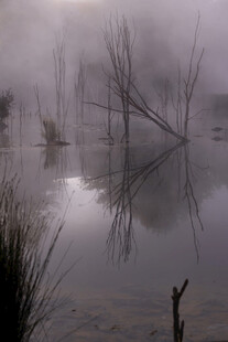 雾中水域枯树倒影景象