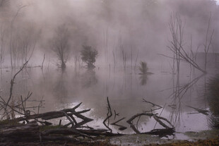 雾中水域枯木景象