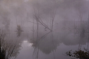 雾中静谧湖面与枯树倒影