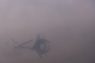 雾中孤枝映于水面