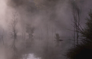 雾中静谧湖面与枯树