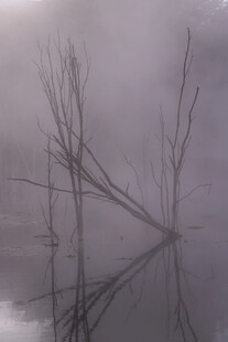 雾中枯树倒影