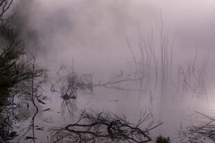 雾中湿地残枝景象