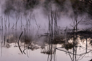 雾气弥漫的水边枯木景象