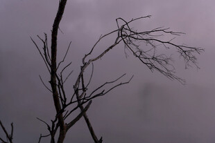 枯枝在灰蒙天空下摇曳