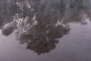 湖面倒影中的朦胧树林