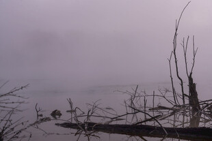 雾中湖畔枯木景象