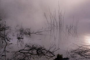雾中湿地枯木景象