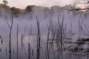 晨雾中的湿地植物景观