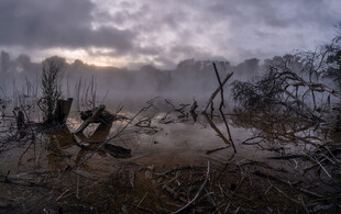 雾霭中的荒野枯树景观