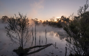 晨雾中的静谧河岸风光