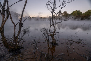 晨雾中的枯树湿地景观