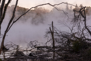 晨雾中的河岸枯木景象
