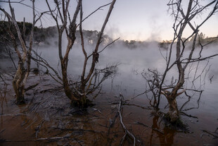 雾气弥漫的枯树湿地景观