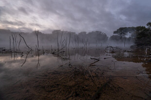 雾霭笼罩的湿地景观