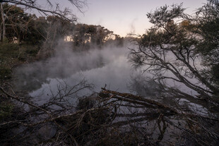 林间雾气弥漫的静谧景象