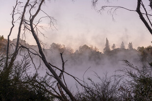 晨雾中的树林景观