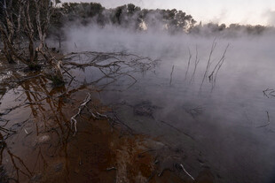 雾气弥漫的湿地景观