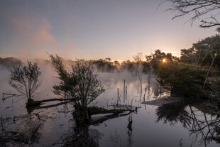 晨雾中的静谧湿地景观