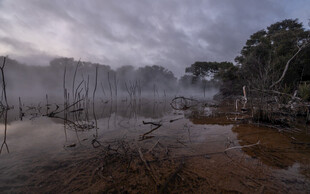 迷雾笼罩的湿地景观