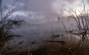 湖畔雾霭中的枯树景象