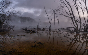 雾中枯树映于水面景象