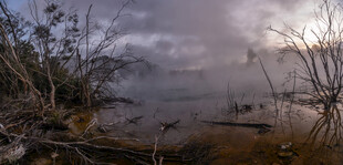雾霭中的湿地枯木景观