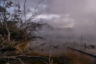 雾气弥漫的湿地景观