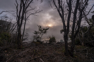 阴霾笼罩下的枯树林