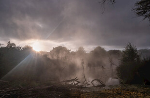 林间晨雾中的阳光美景