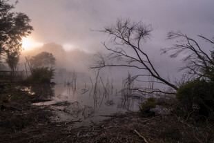 晨雾中的湖畔静谧景象