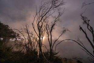 黄昏下枯树的萧瑟景象