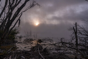黄昏下枯树与朦胧天空