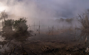晨雾中的湿地景观