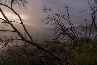 雾中晨光下的萧瑟树林