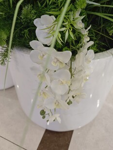 优雅白色兰花盆栽展示